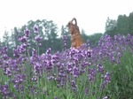ラベンダー畑　Photograph gallery lavender field